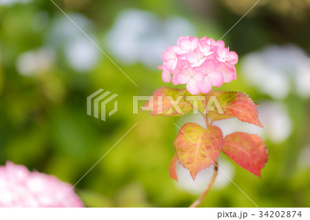 アジサイ 品種(未来) 34202874