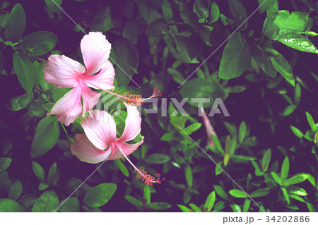 pink hibiscus flower on green leaves background pink hibiscus flower on green leaves background 34202886