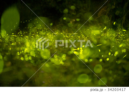 蛍 ホタル ほたる 34203417