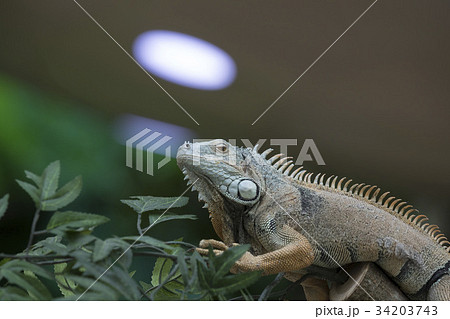 トカゲ ローアングル イグアナ 34203743