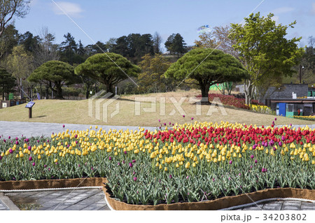 花畑 順天湾庭園 順天市 34203802