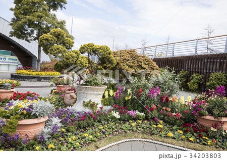 花畑 順天湾庭園 全羅南道 34203803