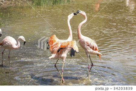 全羅南道 韓国 フラミンゴ 34203839