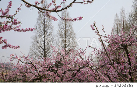 図画 桃の木 全羅南道 34203868