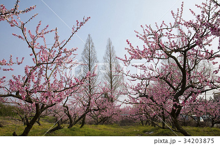 図画 桃の木 全羅南道 34203875