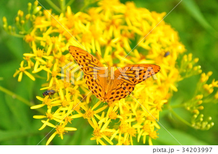 吸蜜中のヒョウモンチョウ 吸蜜中のヒョウモンチョウ 34203997