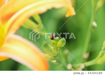 花 フラワー お花 34204180