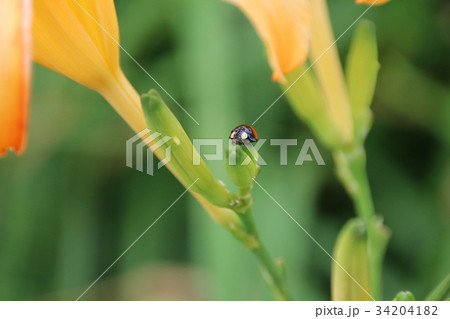 花 フラワー お花 34204182