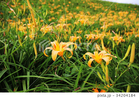 花 フラワー お花 34204184