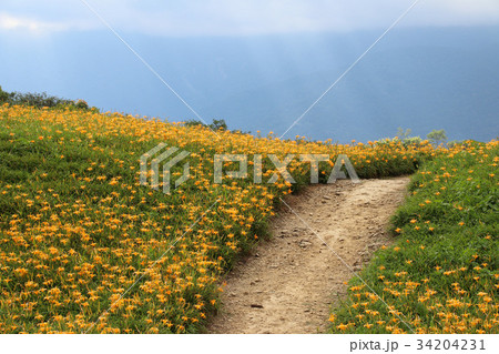 花 フラワー お花 34204231