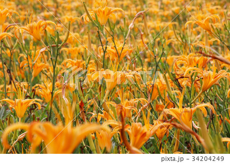 花 フラワー お花 34204249