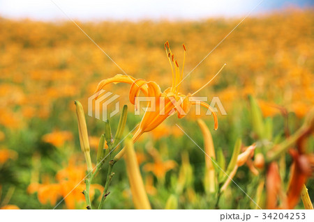 花 フラワー お花 34204253