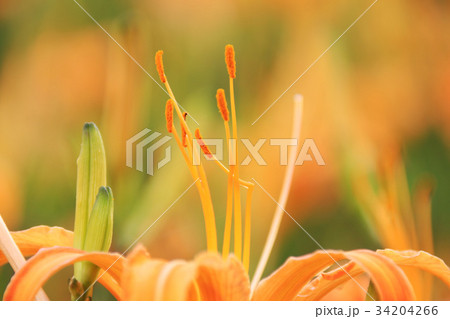 花 フラワー お花 34204266