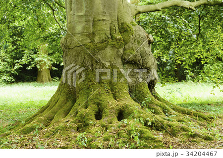木 古木 欧州 34204467