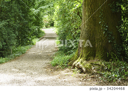 一本道 小道 道 34204468