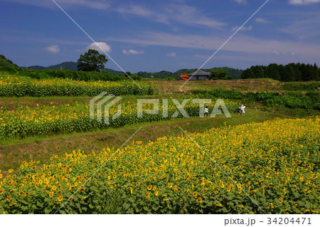 ひまわり 34204471
