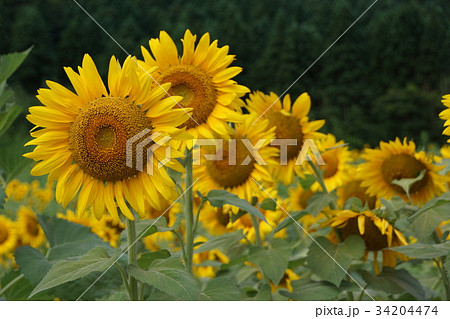 ひまわり 34204474