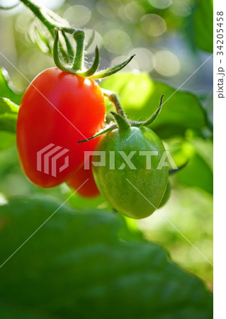 可愛いミニトマトの写真素材