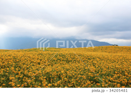 花 フラワー お花 34205481