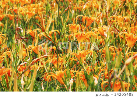 花 フラワー お花 34205488