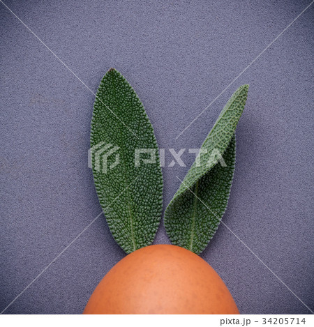 Easter bunny ears made from sage leaves .  34205714