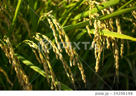The Green Rice Field bfore Cropping Hastushimo The Green Rice Field bfore Cropping Hastushimo 34206198