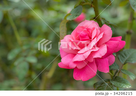 Magali; Floribunda Rose, Pink Rose Magali; Floribunda Rose, Pink Rose 34206215