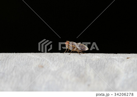 brown fly on black and white background 34206278