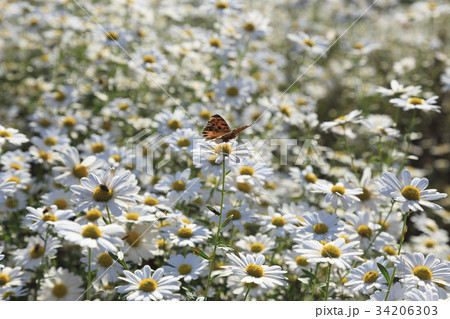 グジョルチョ 蝶 世宗市 34206303