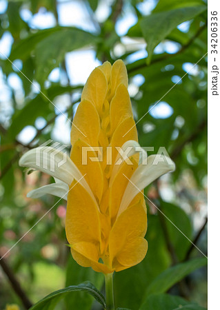 Pachystachys Lutea; Lollipop Plant, Yellow Flower  34206336
