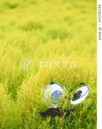 かわいいコキア かわいいコキア 34208199