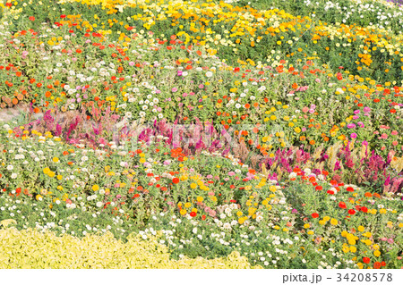 淡路島・花さじき 34208578