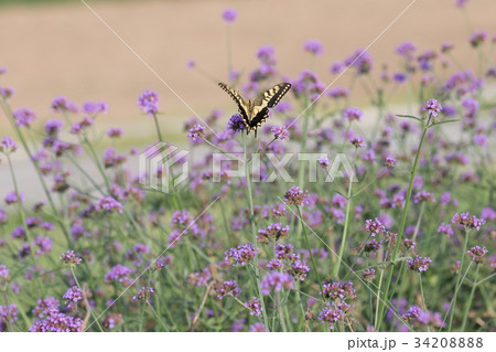 淡路島・花さじき 34208888