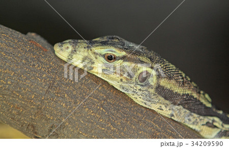 iguana 34209590