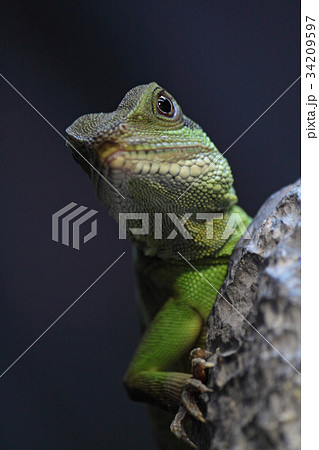 iguana 34209597