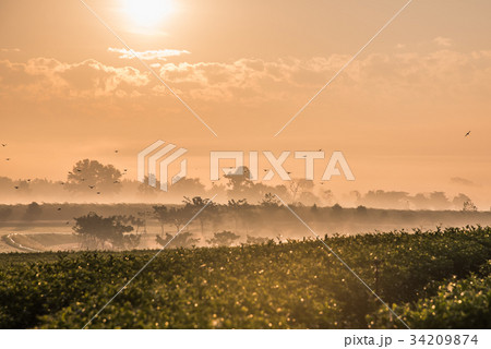 green tea farm in the morning 34209874