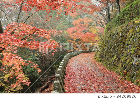 奥千本 高城山展望台の紅葉 奥千本 高城山展望台の紅葉 34209926