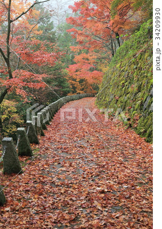 奥千本 高城山展望台の紅葉 奥千本 高城山展望台の紅葉 34209930