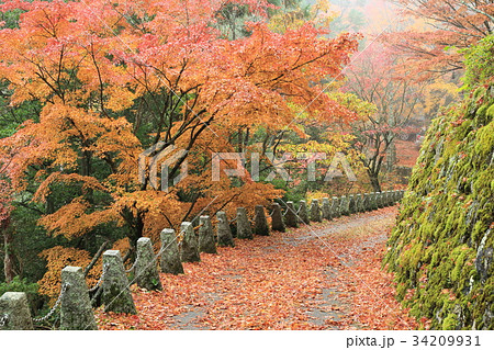 奥千本 高城山展望台の紅葉 奥千本 高城山展望台の紅葉 34209931