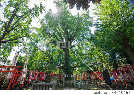 東京　雑司ヶ谷　鬼子母神の御神木　　 34210468