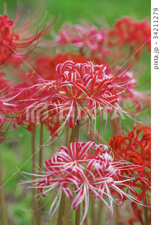 彼岸花 ニシキヒガンバナ 彼岸花 ニシキヒガンバナ 34211279