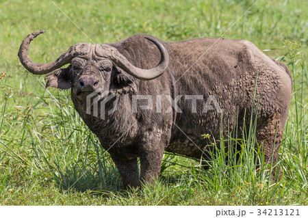 African Buffalo in the Ngorongoro Crater, Tanzania 34213121