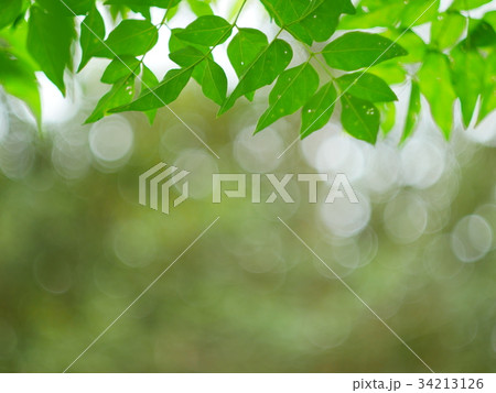 green nature abstract background from leaf wind green nature abstract background from leaf wind 34213126