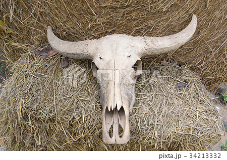 buffalo skull on rice straw buffalo skull on rice straw 34213332