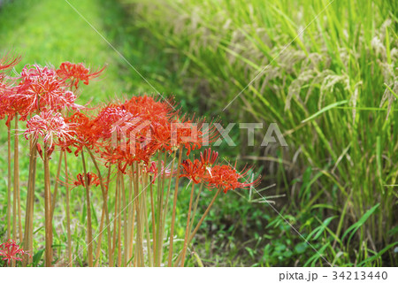 にしきひがんばな　稲穂 34213440