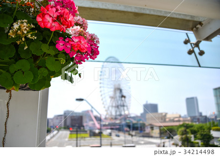 通路の植栽 通路の植栽 34214498