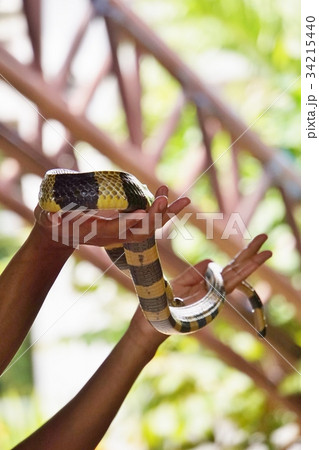 タイ王国バンコクのスネークファームのショーのイメージ写真 34215440