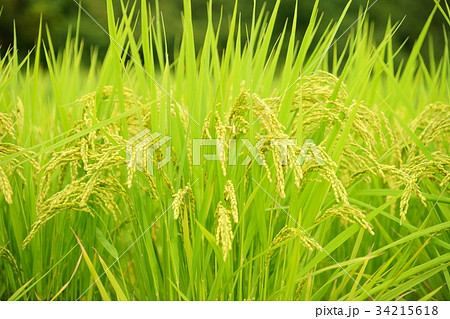 実りの稲穂 実りの稲穂 34215618