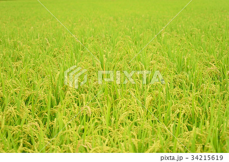 実りの稲穂 実りの稲穂 34215619