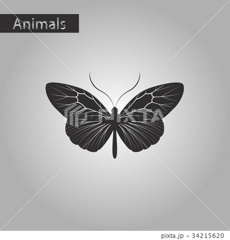 black and white style icon of butterfly 34215620